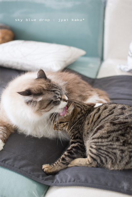 シアワセナヒビ６