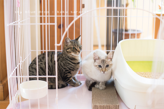 さらりんとかく