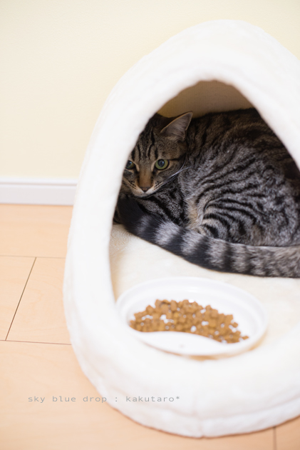 カチンコチン２