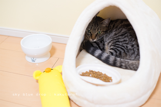 カチンコチン３