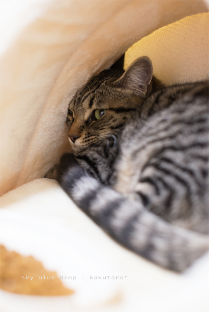 カチンコチン４