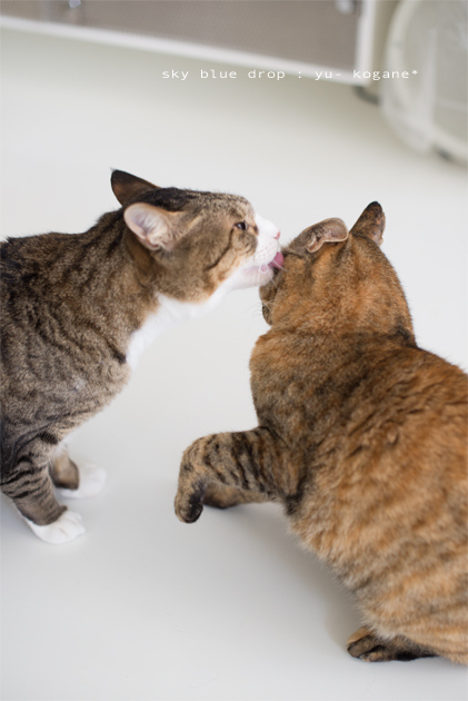 親愛のぺろーん