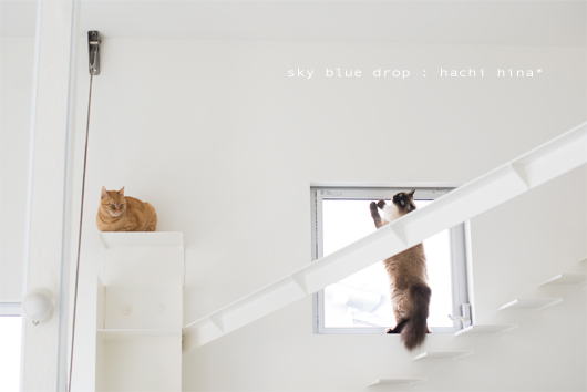 たぬきの生態２