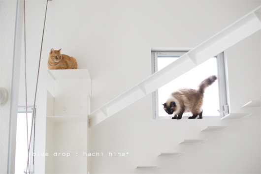 たぬきの生態３