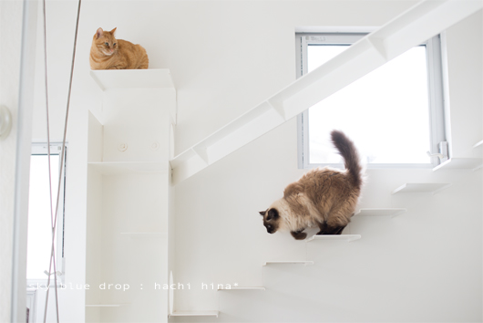 たぬきの生態４