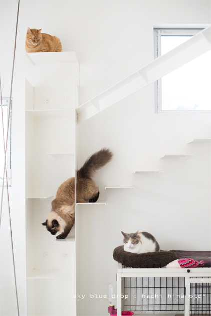 たぬきの生態５