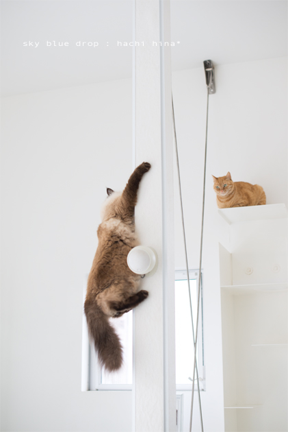 たぬきの生態６