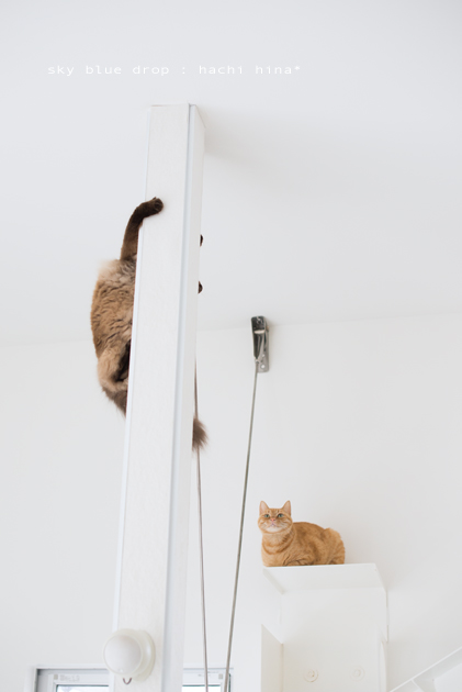 たぬきの生態８