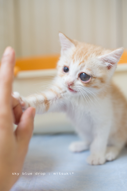 ちーちくぢゃないよ