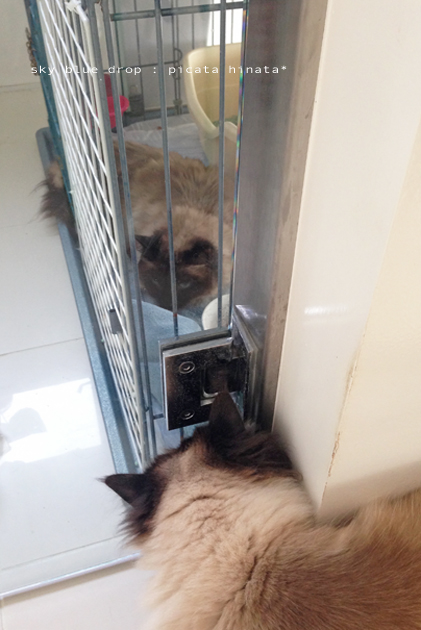 種も仕掛けもありません