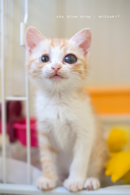 えがおなおしと