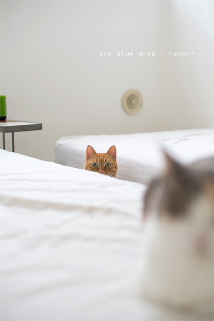 にげにげはちみちゅ