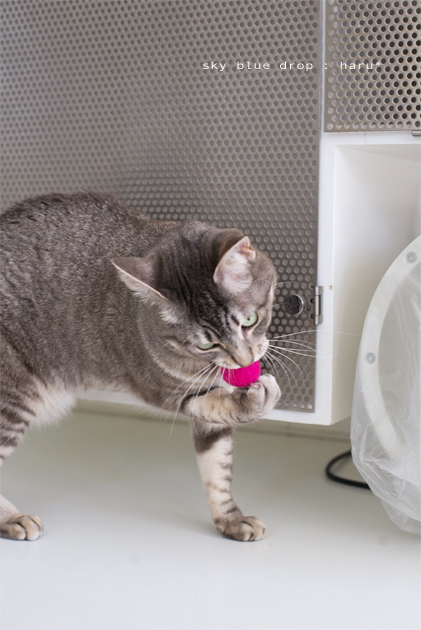 文句あっか？！