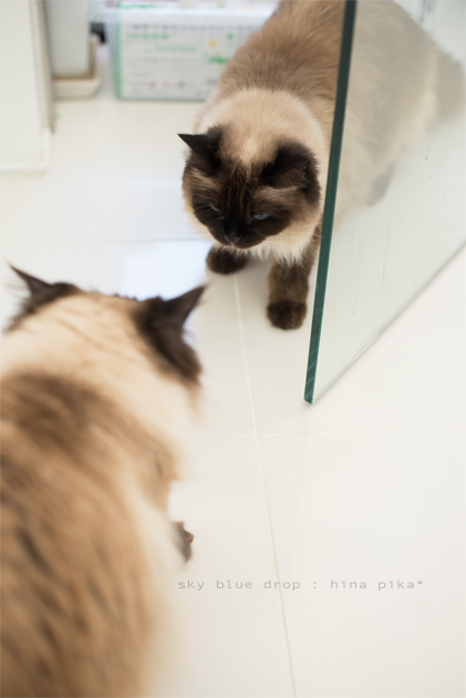 どっちがどっち２