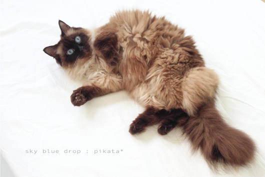 ひなたぢゃないよピカタだよ