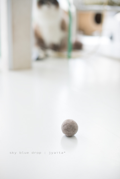 ジャイと毛玉１