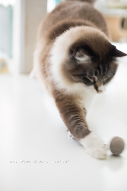 ジェイと毛玉２