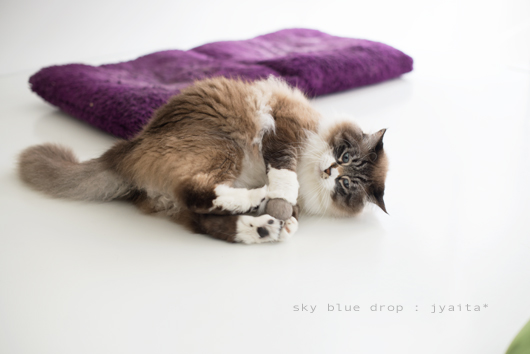 ジャイと毛玉３