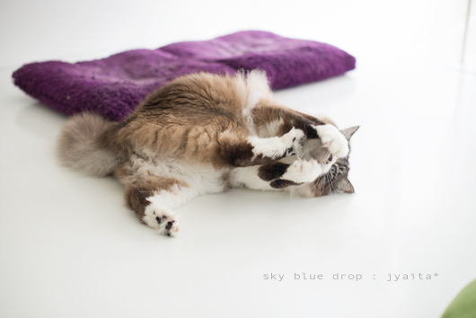 ジャイと毛玉５