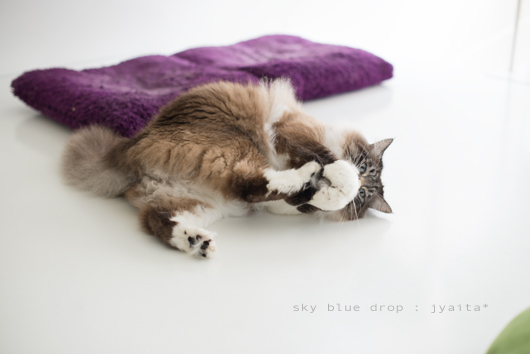 ジャイと毛玉４