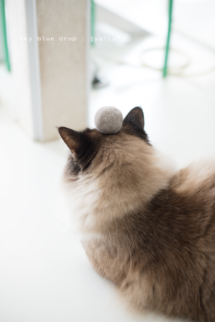 ジャイと毛玉６