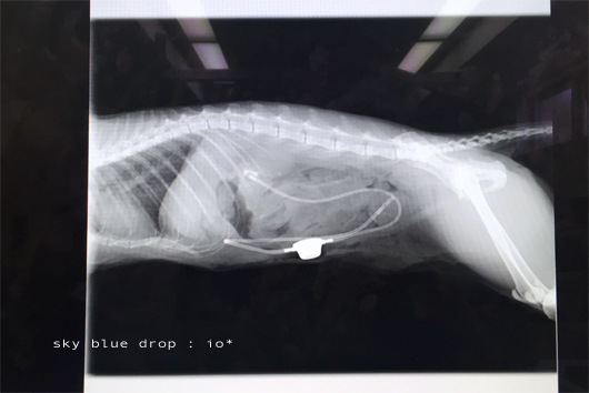 猫　尿管結石　SUB