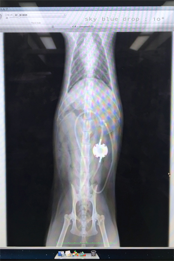 猫　尿管結石　SUB