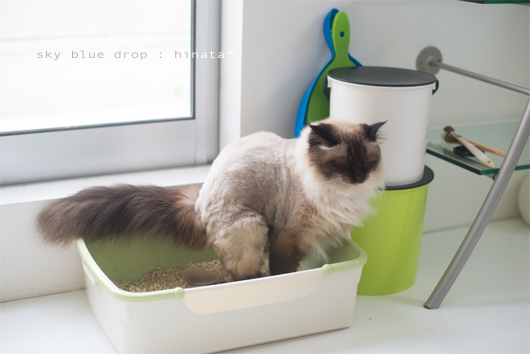 桃からうまれた２