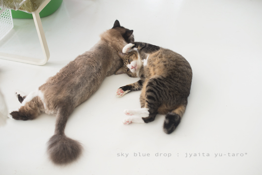 ジャイ太とゆうたろう２