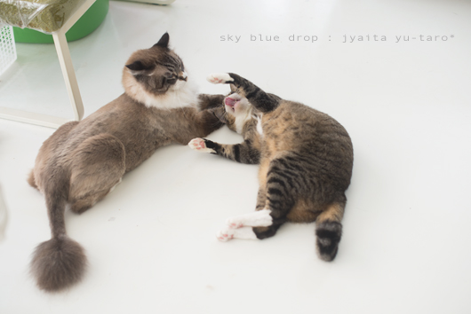 ジャイ太とゆうたろう３