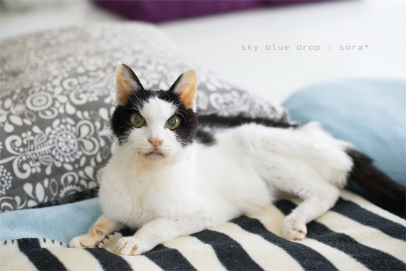 今日もいいかお