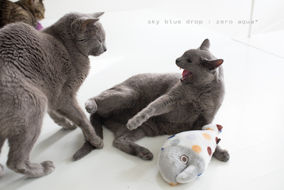 言ってみました