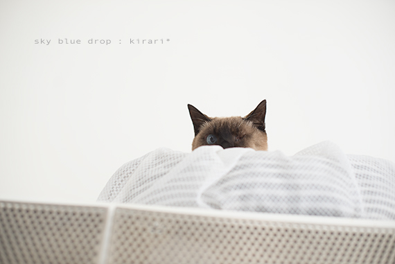 やな予感するけど