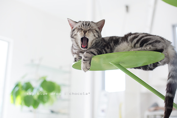 気持ちよくて大あくび