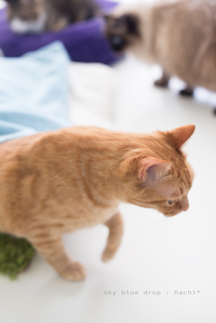 そそくさそそくさ