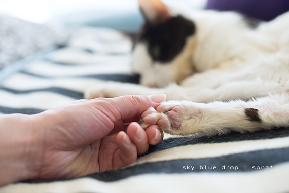 しぼしぼでもピンク