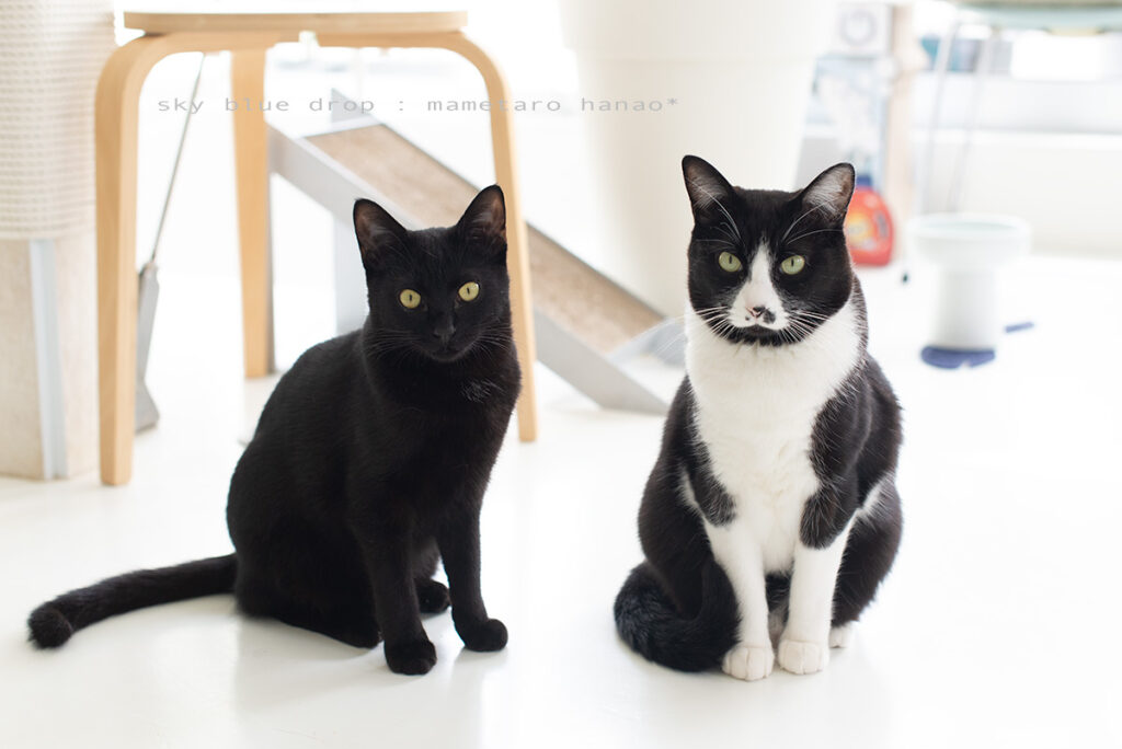 黒い猫と白黒の猫