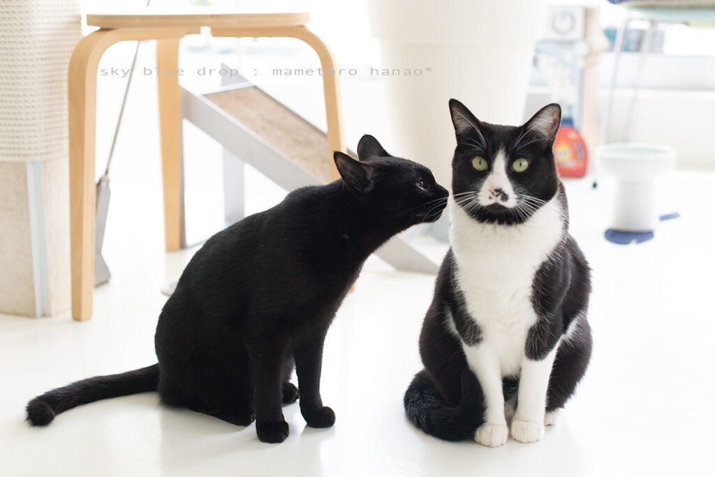 黒猫と白黒猫　仲良し兄弟