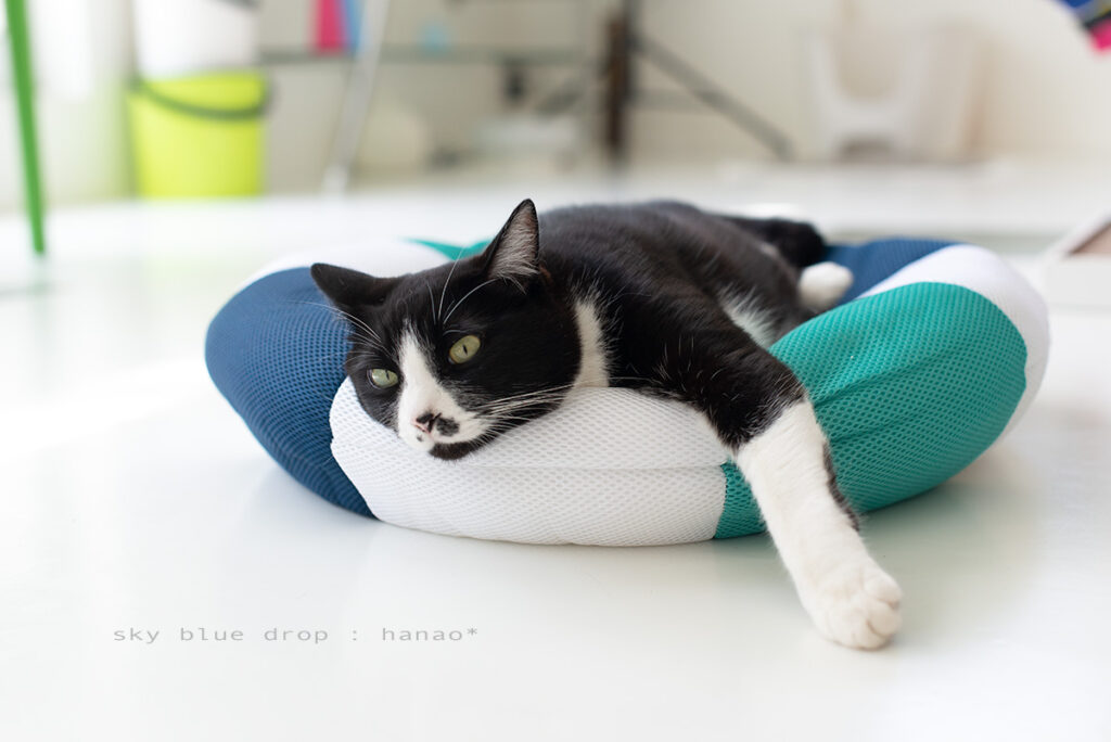 浮き輪ベッドで寝ている猫