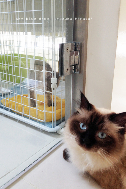 待ちきれにゃい