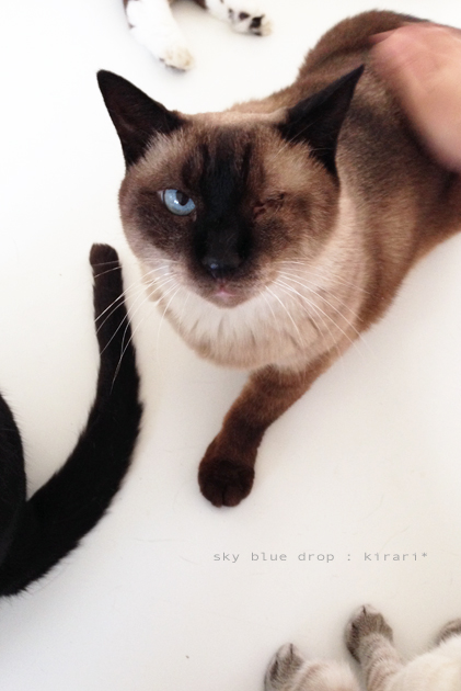 イイコイイコ１００万回