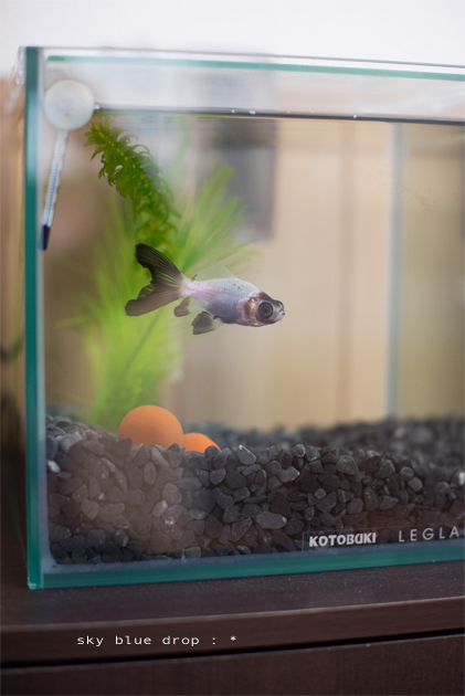 金魚ちゃん