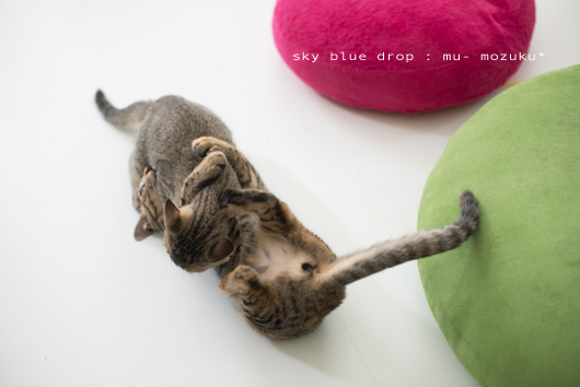 むーもーコンビ２