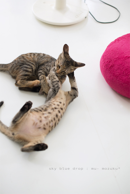 むーもーコンビ３