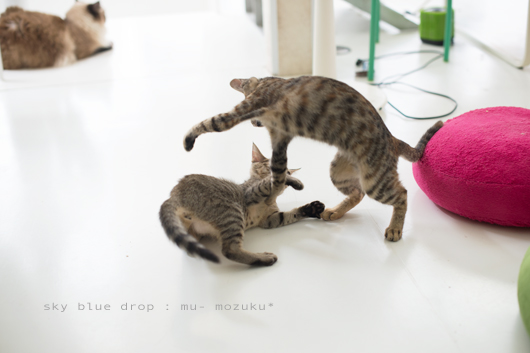 むーもーコンビ４