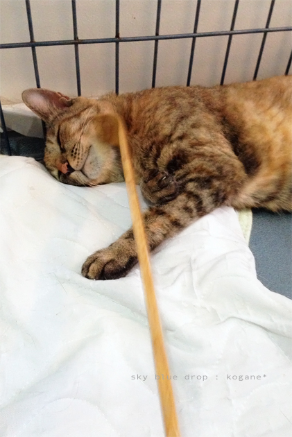 なかなか気持ちよい