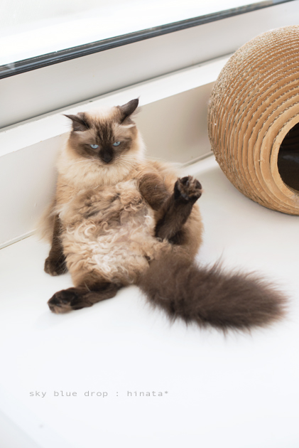 そんな目で見ないで