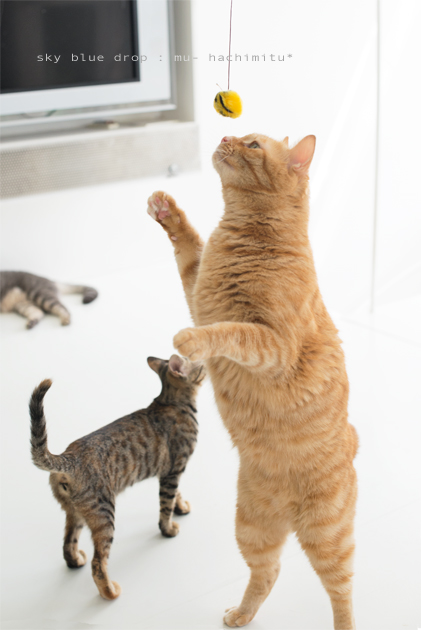 どすどすどすこい