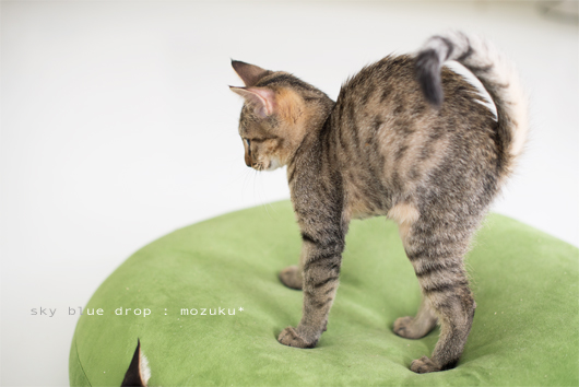 今か遊びまくりまっす