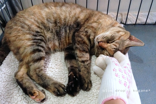 すよすよ。すよすよ。